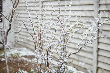 Bush branches in bloom covered in snow during unexpected spring frost