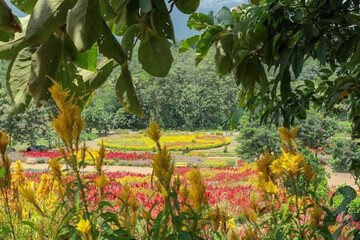 A captivating view of a flower garden, showcasing a profusion of vibrant yellow flowers amidst a tapestry of red and orange blossoms.