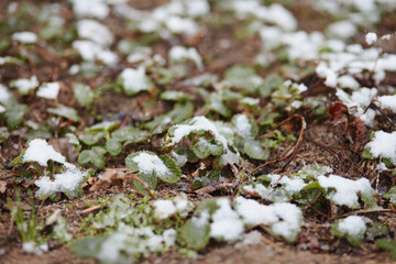 Strawberry plants and soil blanketed with melting snow, representing risk to crops during spring frost