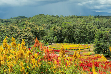 A captivating view of a flower garden, showcasing a profusion of vibrant yellow flowers amidst a tapestry of red and orange blossoms.