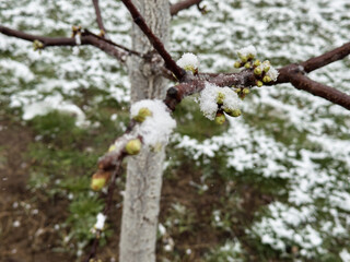 Tree branch with early buds covered in snow in a garden during a surprising spring snowfall