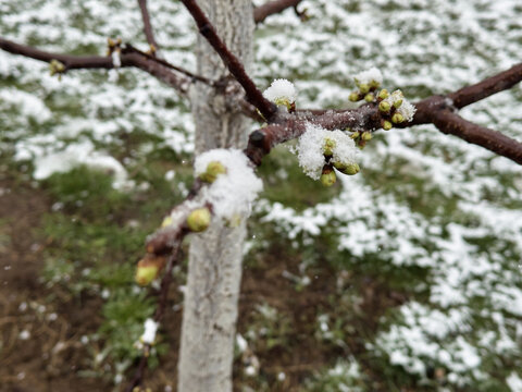 Tree branch with early buds covered in snow in a garden during a surprising spring snowfall