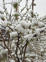 A spring bush with emerging leaves covered in snow after a sudden temperature drop and late frost