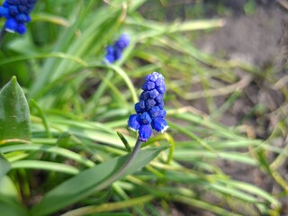 Blue Muscari in Bloom – A Touch of Spring Elegance
