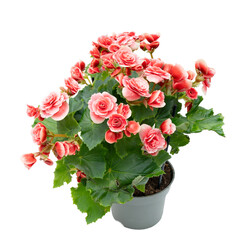 Blooming gradient white-red begonia flower in a pot cut out on a white background