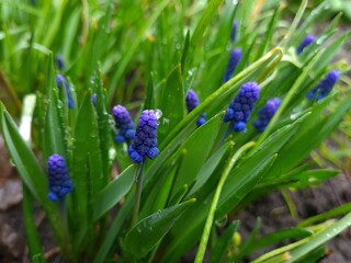 Blue Muscari in Bloom – A Touch of Spring Elegance
