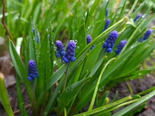 Blue Muscari in Bloom – A Touch of Spring Elegance