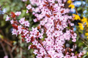Blooming cherry blossoms with vibrant pink petals on a branch in early spring. Pink sakura blossoms on a sunny spring day full bloom in a peaceful green garden setting. Selective focus