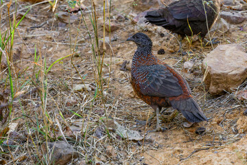 Painted spurfowl (Galloperdix lunulata)