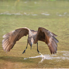 hamerkop scopus umbretta