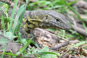 nile monitor close up 
