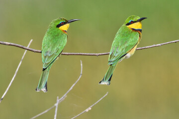 Bee-eaters on a branch in Tanzania