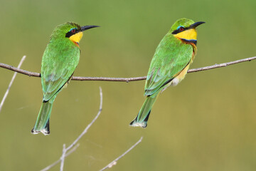 Bee-eaters on a branch in Tanzania