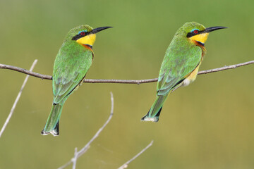 Bee-eaters on a branch in Tanzania