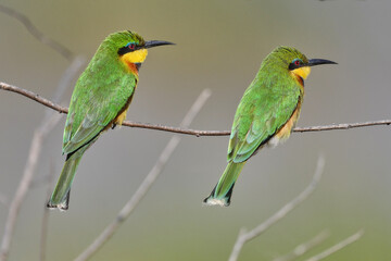 Bee-eaters on a branch in Tanzania