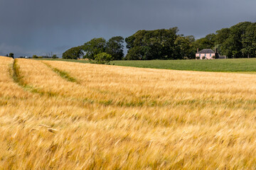 Obraz premium Rolling hills covered in golden wheat sway in the wind beneath a moody grey sky. A poetic landscape caught between serenity and the storm that waits on the horizon