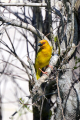Golden palm weaver ( ploceus subaureus) in Tanzania