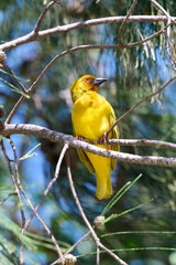 Golden palm weaver ( ploceus subaureus) in Tanzania
