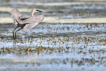 birds ont the ocean beach in Tanzania