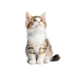 A fluffy and playful kitten sitting on a plain white background gazing up with a curious and innocent expression showcasing its soft fur pointy ears and big eyes