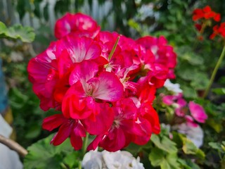 Violet Pelargonium Blossoms – Soft Elegance in the Garden
