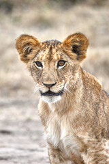 Young lion cub in Tanzania
