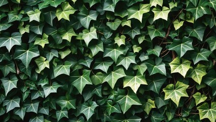 Ivy Plant Wall Hedge with Green Leaves