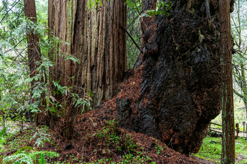 tree trunk and tree roots in the forest at Muir Woods California
