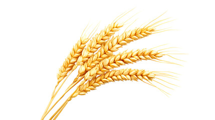 Golden ear of wheat, detailed grains,