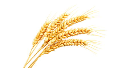 Golden ear of wheat, detailed grains,
