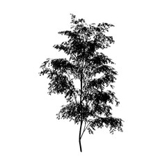 vector tree silhouette