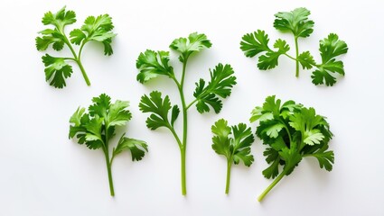 Obraz premium Coriander leaf on a white background. Aerial view. Flat lay
