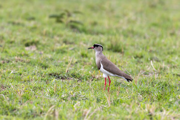 Crowned lapwing, Vanellus coronatus, also known as a crowned plover, in the lush grass of the Masai...