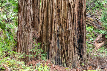 Tree trunk in Muir Woods California