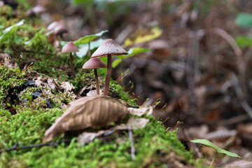 Mycena purpureofusca mushrooms on decaying log surrounded with moss close up, low toxicity...