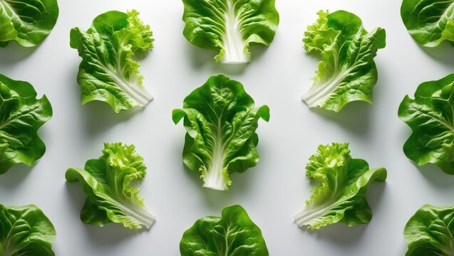 Variety of Lettuce Salads Set Against a White Background