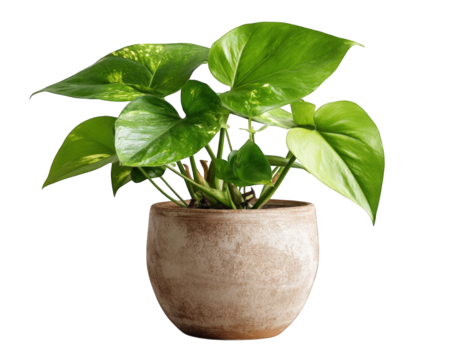 vibrant green plant in textured pot, showcasing lush leaves that bring refreshing touch to any space. This beautiful indoor plant adds life and color to your home decor