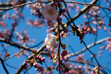 Pink cherry blossom(Cherry blossom, Japanese flowering cherry) on the Sakura tree. Cherry blossoms with buds on twigs against a clear blue sky in spring. The natural beauty of flowers
