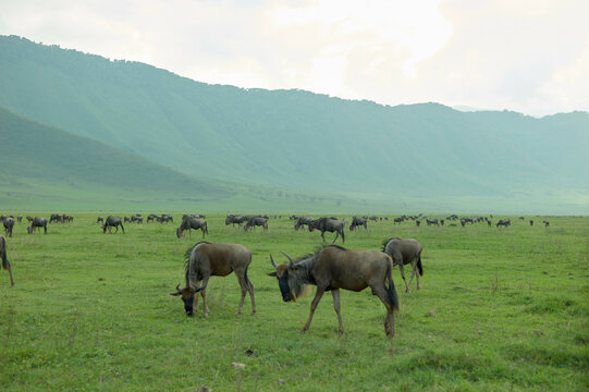 A vast green savanna landscape with wildebeests grazing under a cloudy sky and mountains. Ngorongoro Conservation Area, Tanzania - Powered by Adobe