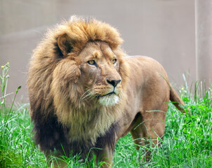 African lion