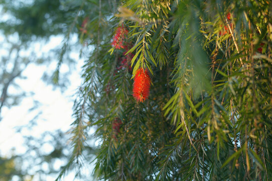 Close-up of vibrant red bottlebrush flowers hanging from lush green foliage outdoors. Tanzania, Zanzibar