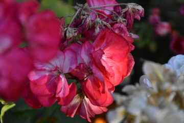 Radiant Red Pelargonium in Bloom – A Garden Classic
