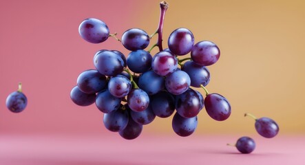 Blue Grape, freshly organic, floating in the air isolated on a pink background.