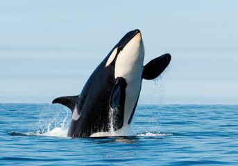 orca whale breaching the surface of the ocean