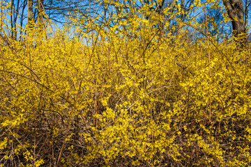 Bright yellow flowers on the bushes in spring. A flowering bush in spring. Bright, juicy,...