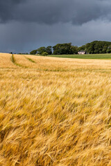 Rolling hills covered in golden wheat sway in the wind beneath a moody grey sky. A poetic landscape...