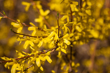 Bright yellow flowers on the bushes in spring. A flowering bush in spring. Bright, juicy,...