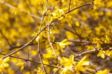 Bright yellow flowers on the bushes in spring. A flowering bush in spring. Bright, juicy, attractive flowers forsythia blooming in spring. blooming bush close-up.natural yellow background for design