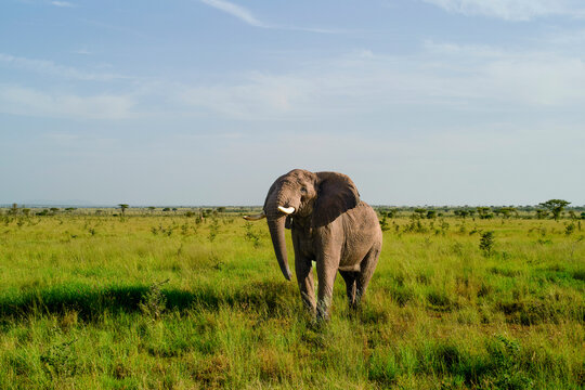 Fototapeta Elephant standing in open grassy savanna under a clear blue sky. Tanzania