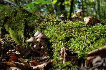 Mycena purpureofusca mushrooms on decaying log covered with moss close up, low toxicity mushrooms in forest
